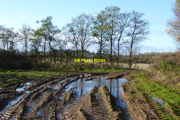 Photo 6"x4" Trees in a hedgerow Bromesberrow c2021