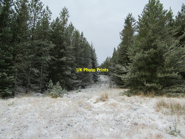 Photo 6"x4" Firebreak in the forest Salachy c2021