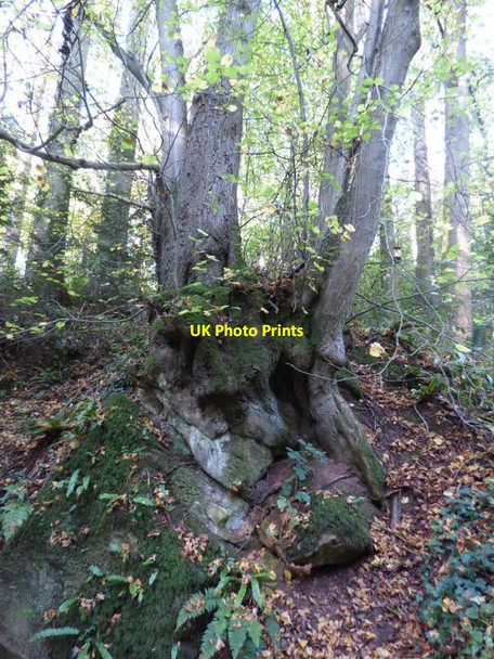 Photo 6"x4" Hollow tree trunk Quatt c2018