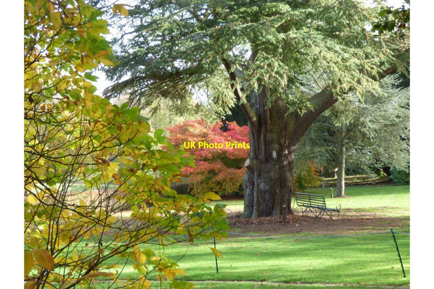 Photo 6"x4" One of the many fine trees in Arley Arboretum Upper Arley c2018