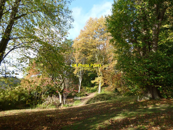 Photo 6"x4" Benches in a woodland glade at Arley Arboretum Upper Arley c2018