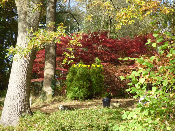 Photo 6"x4" Acers at Arley Arboretum Upper Arley c2018