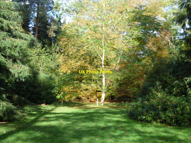 Photo 6"x4" One of the many fine trees in Arley Arboretum Upper Arley c2018