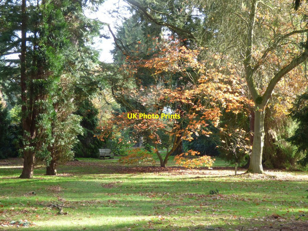 Photo 6"x4" A Woodland glade at Arley Arboretum Upper Arley c2018