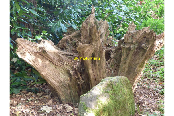 Photo 6"x4" Tree stump Upper Arley c2018