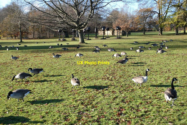 Photo 6"x4" Canada Geese in Bretton Park Haigh\/SE2912 c2021