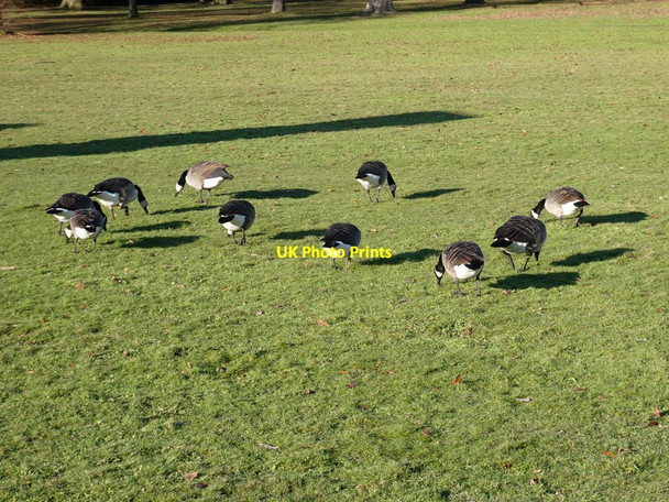 Photo 6"x4" Circle of Canada Geese Haigh\/SE2912 c2021