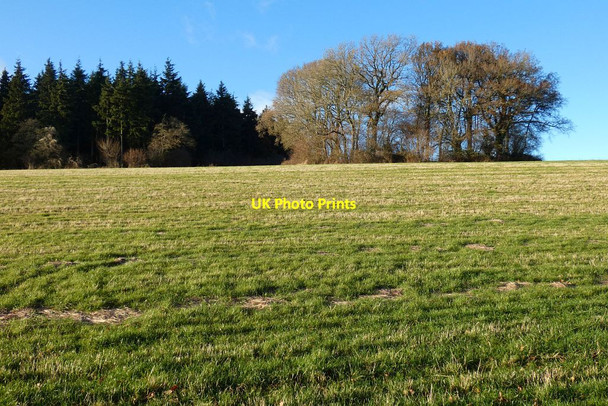 Photo 6"x4" Pasture, Ellisfield Lower Common\/SU6344 c2021