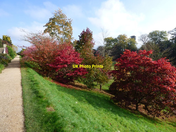 Photo 6"x4" Acers on the slope down to the Great Lawn Welshpool\/Y Trallwng c2018