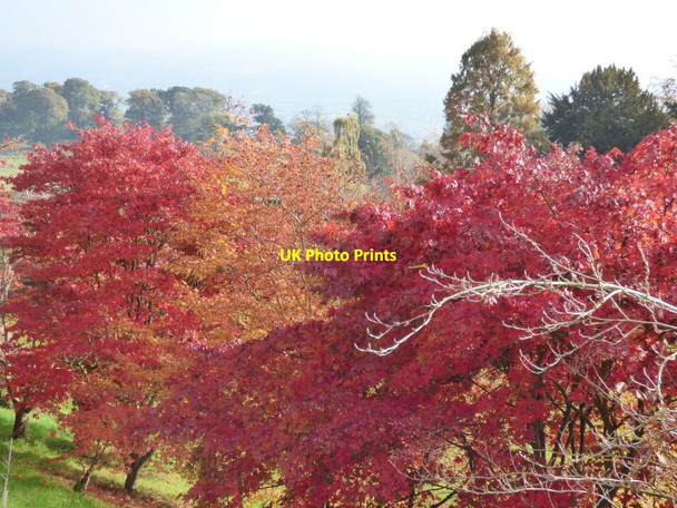 Photo 6"x4" Acers on the slope down to the Great Lawn Welshpool\/Y Trallwng c2018 P1