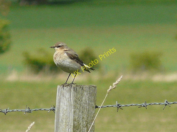 Photo 6"x4" Female Wheatear, near Nigg. Nigg\/NH8071 c2009