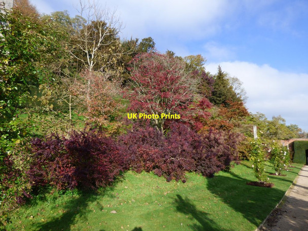 Photo 6"x4" Acers on the slope next to the Bothy House Welshpool\/Y Trallwng c2018