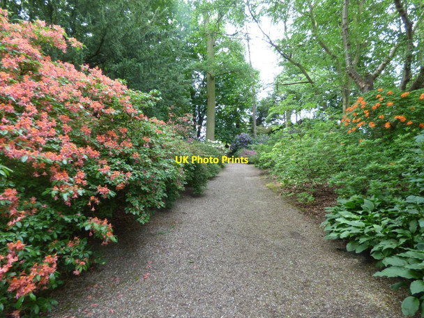Photo 6"x4" Azaleas at Hodnet Hall Hodnet c2019 P1