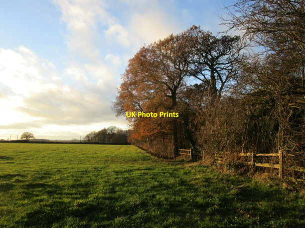 Photo 6"x4" Alongside White Hill Plantation Hougham c2021