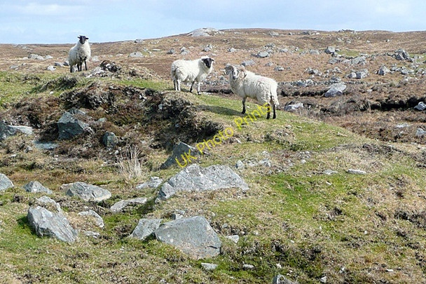 Photo 6"x4" Fhada Ghleann\u00c3\u00a1in (Faddaglennaun) Inveran\/M0222 c2009