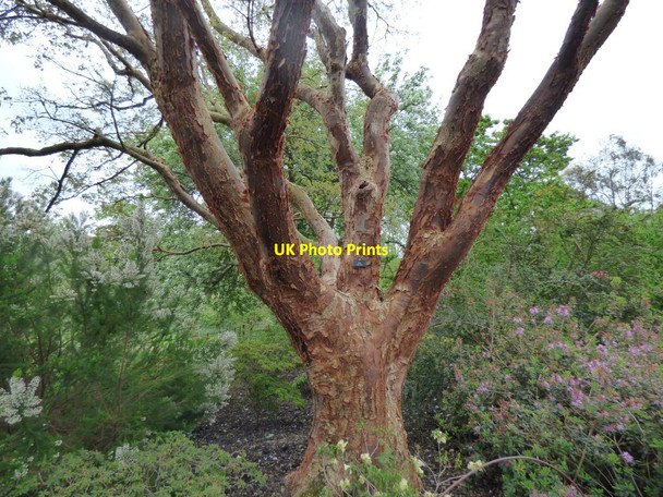 Photo 6"x4" Acer palmatum Brymbo\/SH8071 c2019