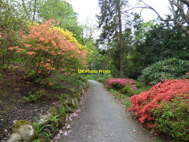 Photo 6"x4" Azaleas by the path Tal-y-cafn c2019