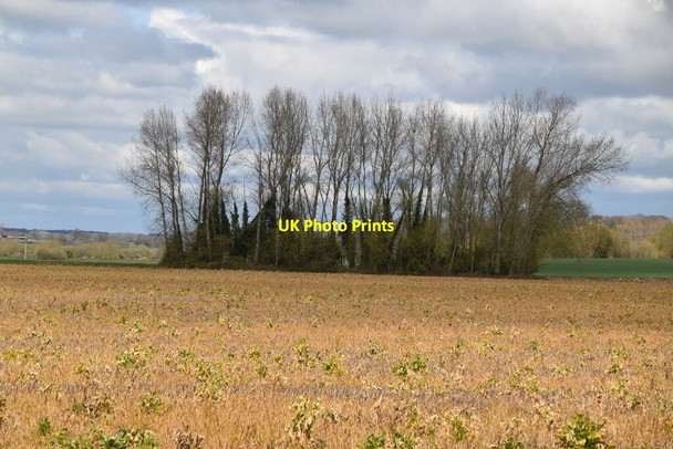 Photo 6"x4" Farmland and trees Potman's Heath c2021