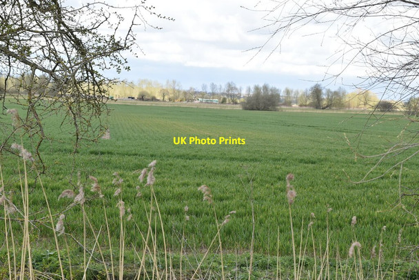 Photo 6"x4" Wheat field Potman's Heath c2021