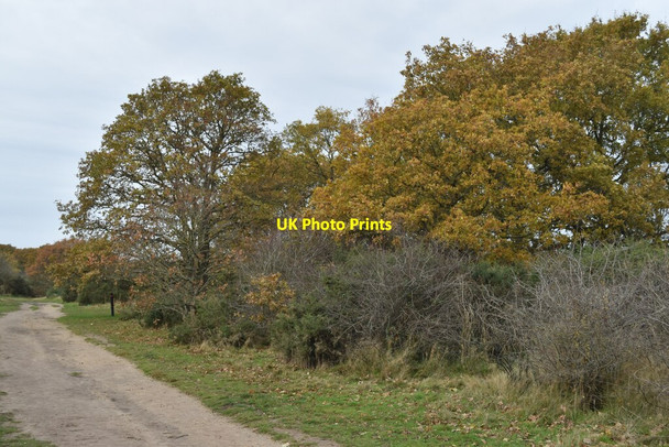 Photo 6"x4" Path on Dartford Heath Crayford\/TQ5174 c2021