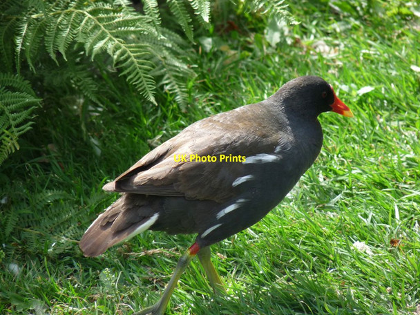 Photo 6"x4" Moorhen at Dunham Massey Dunham Town c2010