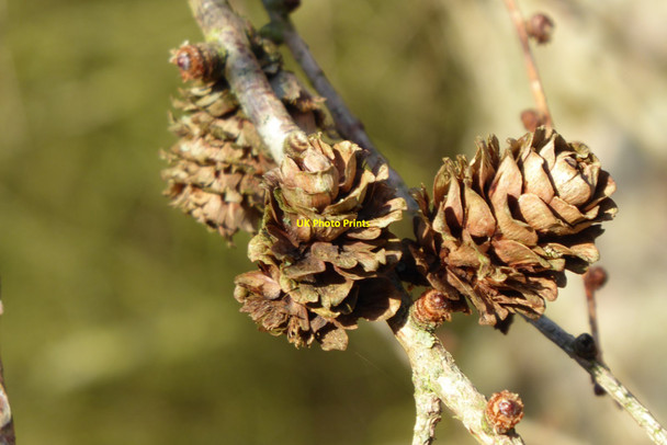 Photo 6"x4" Larch cones Bringewood Forge c2021
