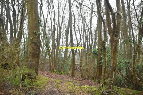 Photo 6"x4" Quarryfield Wood Berner's Hill c2021