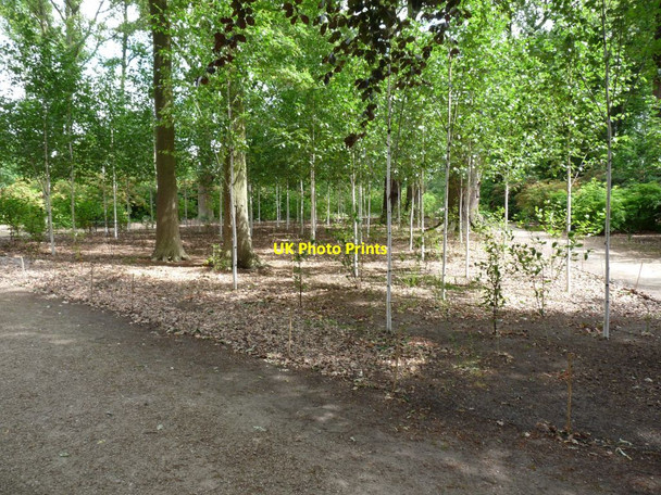 Photo 6"x4" Newly planted Birch trees in the Winter Garden Dunham Town c2010