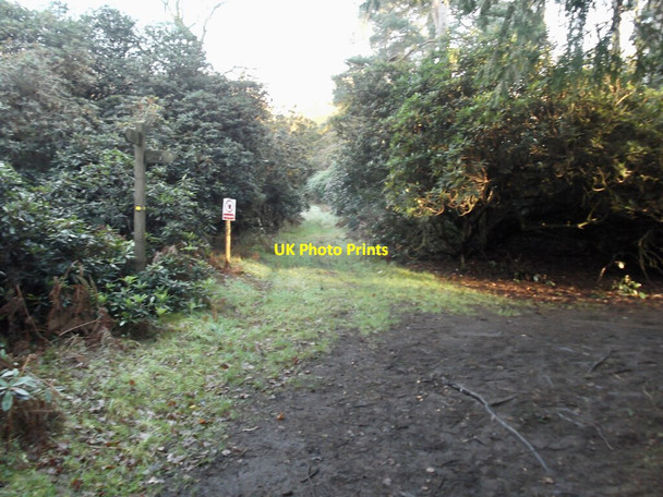 Photo 6"x4" Not this way in Twigmoor Woods Manton Warren c2021