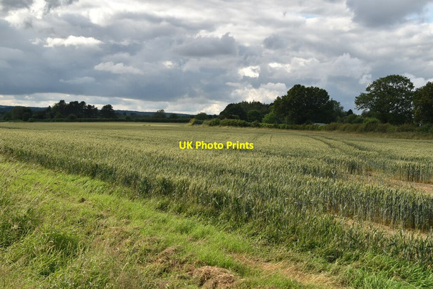 Photo 6"x4" Wheat field Parmoor c2021 P1