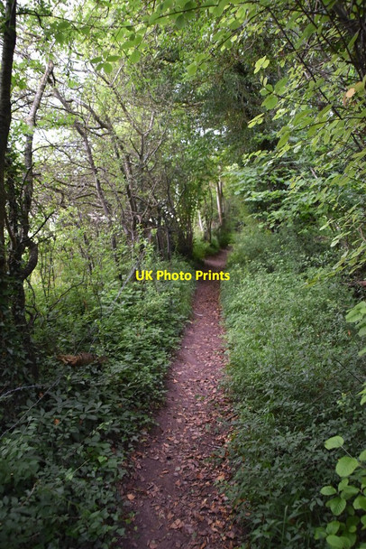 Photo 6"x4" Wooded bridleway Colstrope c2021
