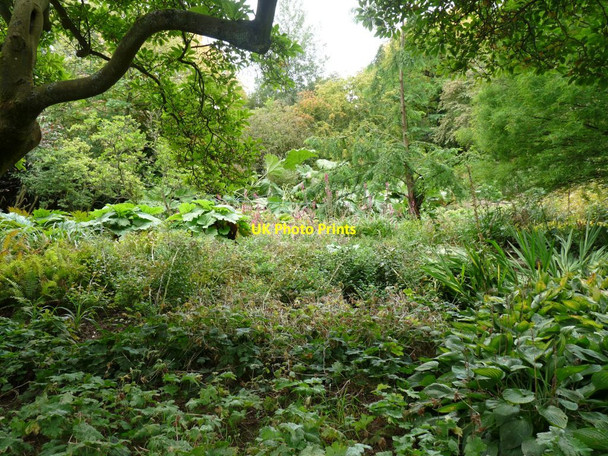 Photo 6"x4" Lush growth in the bog garden Lower Tysoe c2009