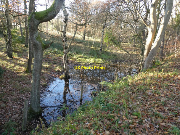 Photo 6"x4" Woodland pond beside the Derwent Path High Westwood c2021
