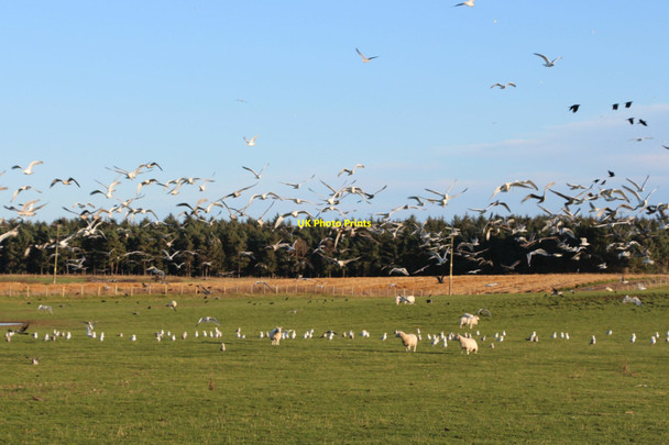 Photo 6"x4" Gull roost at Dykeside Paddockhaugh c2021