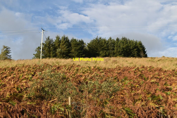 Photo 6"x4" Bracken and forest, Banagher Glen Dungiven c2021