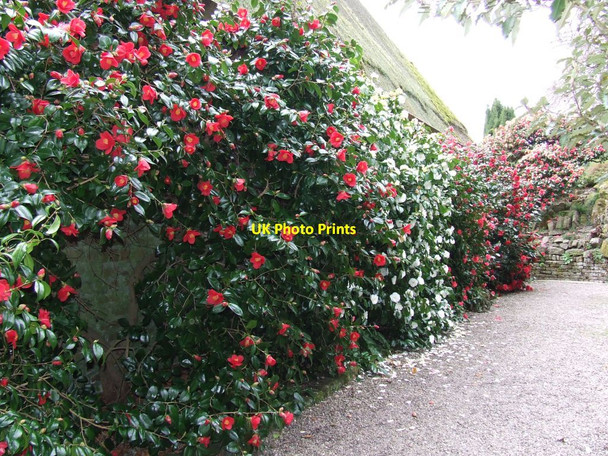 Photo 6"x4" Camellias on the back wall of the Hawk House Bronygarth c2006