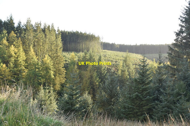 Photo 6"x4" Forest, Banagher Glen Dungiven c2021