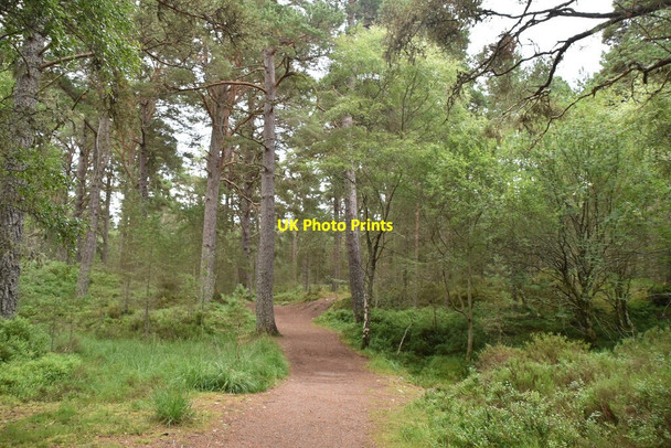 Photo 6"x4" Ellan Wood Carrbridge \/ Drochaid Ch\u00e0rr c2021 P1