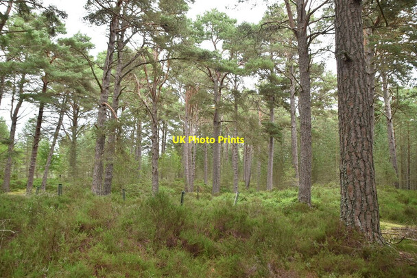 Photo 6"x4" Ellan Wood Carrbridge \/ Drochaid Ch\u00e0rr c2021