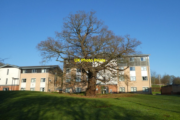 Photo 6"x4" Large tree in New Vanbrugh York\/SE5951 c2021