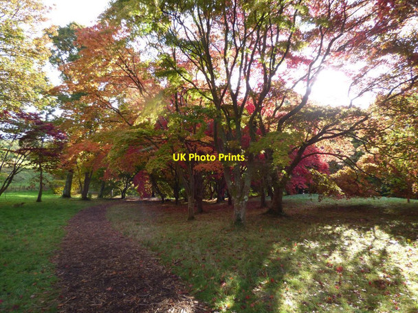 Photo 6"x4" Acer grove Brymbo\/SH8071 c2017