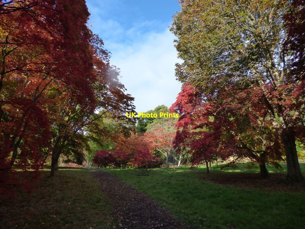 Photo 6"x4" Path through the Acers Brymbo\/SH8071 c2017