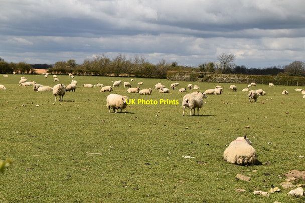 Photo 6"x4" Sheep grazing Potman's Heath c2021
