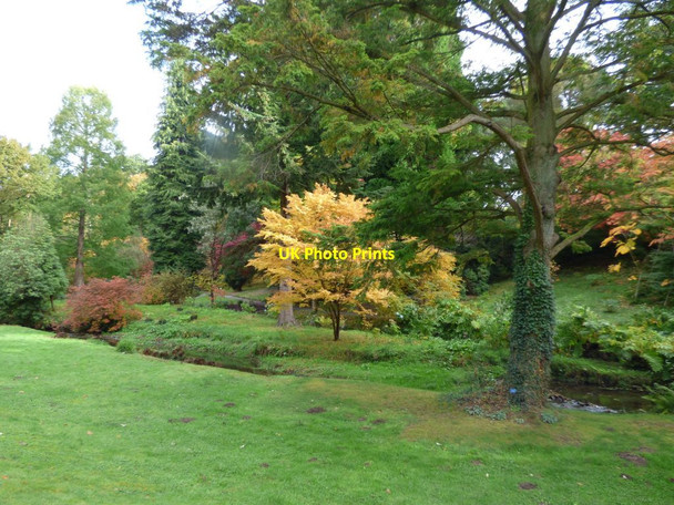 Photo 6"x4" Yellow leafed Acer Tal-y-cafn c2017