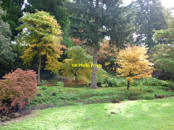 Photo 6"x4" Colourful autumn leaves Tal-y-cafn c2017