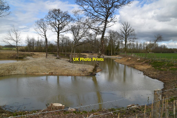 Photo 6"x4" Woodland clearance around pond Great Job's Cross c2021