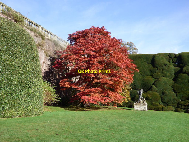 Photo 6"x4" Acer next to Hercules Welshpool\/Y Trallwng c2017