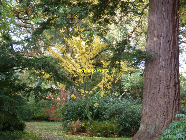 Photo 6"x4" Autumn colour at Powis Welshpool\/Y Trallwng c2017