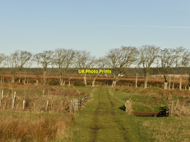 Photo 6"x4" Track near Hopestead Houndwood c2021