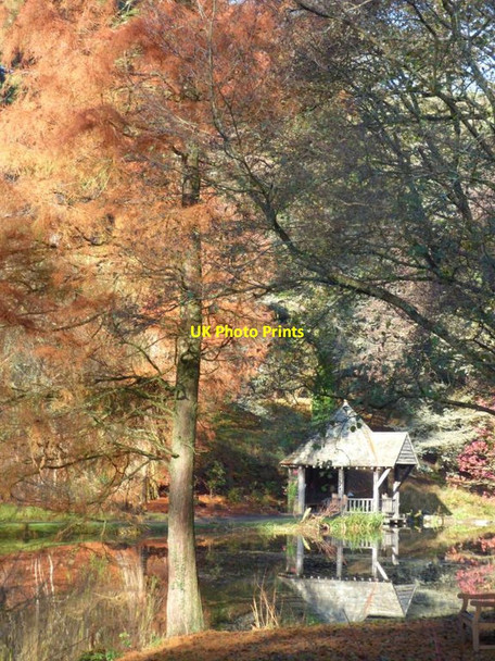 Photo 6"x4" Tall tree by the Boathouse Tal-y-cafn c2017